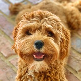 Shelby - Cavapoo