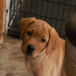 Labrador Retriever Puppies from Pondside Retrievers