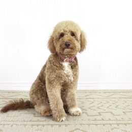 Farrah - Goldendoodle