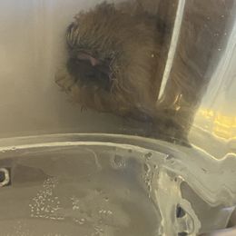 Schnoodle Puppies from Noodle Tings Puppies
