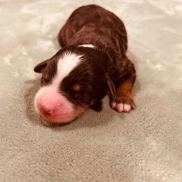 Girl 2 - Chocolate merle female Bernedoodle puppy in Sandy, Oregon from MC Doodles