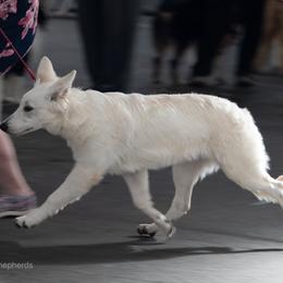 Berger Blanc Suisse Puppies from Moro Shepherds