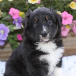 Girl 4 - Black tri-color female Australian Shepherd puppy in Hillsboro, Ohio from Sugar Grove Farms