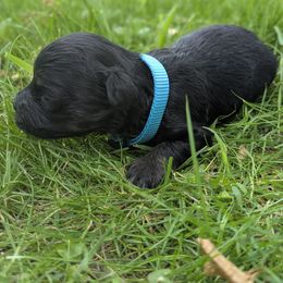 Autumn - Black female Havanese puppy in Zanesville, Ohio from Charlotte Landry