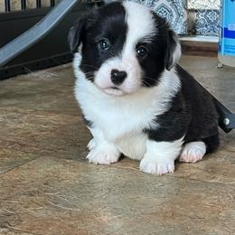 Dolly - Brindle and white female Cardigan Welsh Corgi puppy in Pilot, Virginia from Katie's Corgis - VKM Farmstead