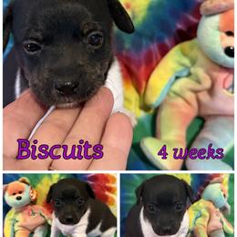 Biscuits - Black white and tan male Rat Terrier puppy in Atlanta, Texas from CaliRats Rat Terriers