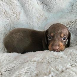 Scooby - Chocolate and tan male Dachshund puppy in Mulberry, Florida from J's Mini Dachshunds