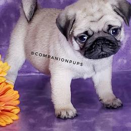 Pug Puppies from Companion Pups