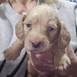 Ee cream dapple boy - Cream male Dachshund puppy in Lyle, Washington from Wines Wienery