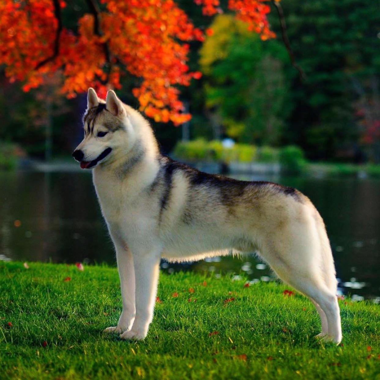 25 cute Siberian Husky puppies for sale in Spokane Valley