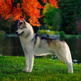 Keegan - Siberian Husky