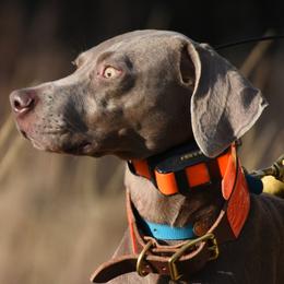 Brixie - Weimaraner