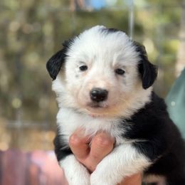 Lou 1,200 - Black and white female Border Collie puppy in Nashville, Arkansas from Whisenhunt Farms
