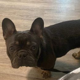 French Bulldogs and Pugs from Prestige Southern Pugs and Frenchies LLC