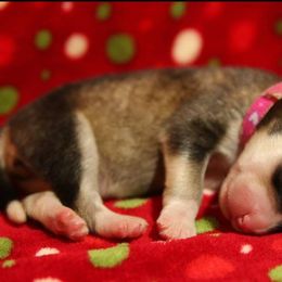 Alaskan Malamute Puppies from ArctiCircle Alaskan Malamutes