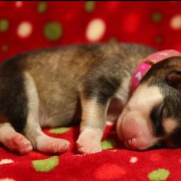 Alaskan Malamute Puppies from ArctiCircle Alaskan Malamutes