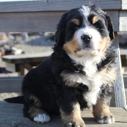 Fern - Tri-color female Bernese Mountain Dog puppy in Long Creek, Oregon from Arlin Horst's Bernese Mountain Dogs