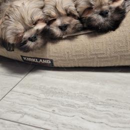 Lhasa Apso Puppies from Teenas Lhasa Apsos