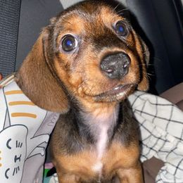 Dachshund Puppies from Harper’s Waggin Winnie’s