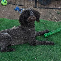 Finley - Portuguese Water Dog