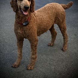 Poodle Puppies from Prissy Pants Poodles LLC