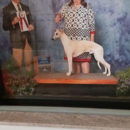 Sandyn - Whippet