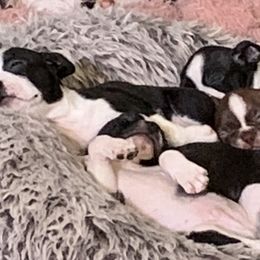 Boston Terriers from Michelle's Boston Terriers