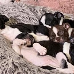 Boston Terriers from Michelle's Boston Terriers
