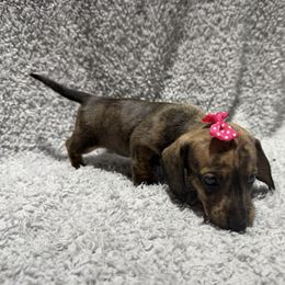 Birdie (1600) - Brindle female Dachshund puppy in Mansfield, Missouri from Owens Farm
