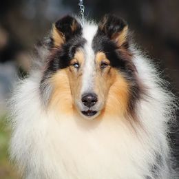 Quill - Collie