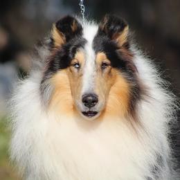 Quill - Collie