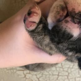 English Bulldog Puppies from Bullberry Farm