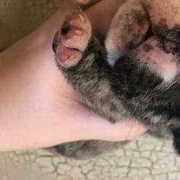 English Bulldog Puppies from Bullberry Farm