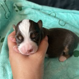 Tonks - Black & white female Miniature American Shepherd puppy in Troy, Ohio from Wiggle Wags Miniature American Shepherds