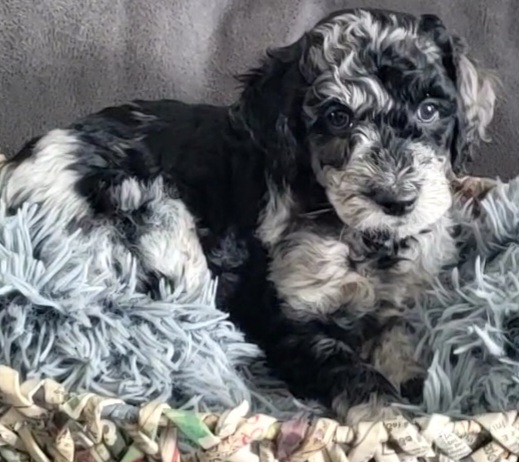 Goldendoodle Puppies from M&M G-Doods