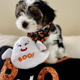 Biewer Terrier Puppies from Blue Water Biewers LLC