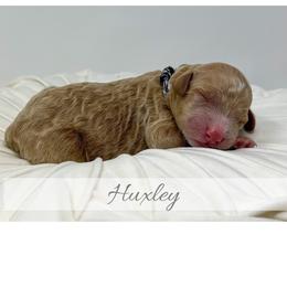Huxley - Red  male Goldendoodle puppy in State Road, North Carolina from Must Love Doodles