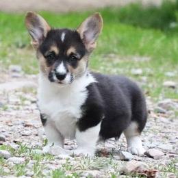River - Black and tan male Pembroke Welsh Corgi puppy in Plains, Montana from Diamond Corgis