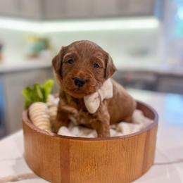 Reed - Red  male Goldendoodle puppy in Sulphur, Louisiana from Curly Q’s Of Carlyss