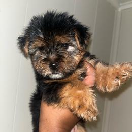 Porky - Black and tan male Yorkipoo puppy in Gastonia, North Carolina from Dynasty Kennel