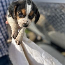 Green color, Female - Black tan and white female Beagle puppy in Lemoore, California from Linda's Puppies