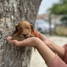 Orange collar - Red  male Goldendoodle puppy in Bakersfield, California from Cisneros Goldendoodles