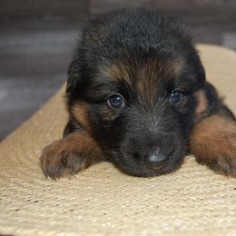 Red - Black and tan male German Shepherd puppy in San Antonio, Texas from Von Arc German Shepherds