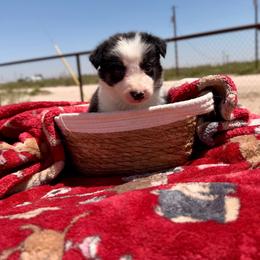 Chaos - Tri-color male Border Collie puppy in Odessa, Texas from High Velocity Stockdogs