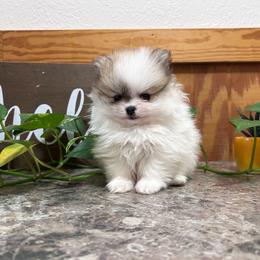 Legacy boy - Orange parti male Pomeranian puppy in Weatherford, Texas from COCO'S POMS AND FRENCHIES