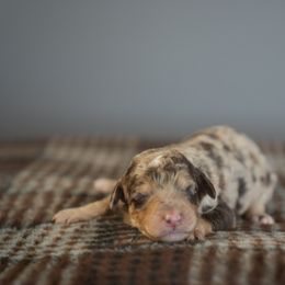 Boy 2 - Red male Bernedoodle puppy in Caldwell, Idaho from Boise Doodle Co.