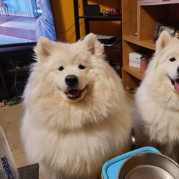 Samoyed All Grown Up from Stirling Silver Samoyeds