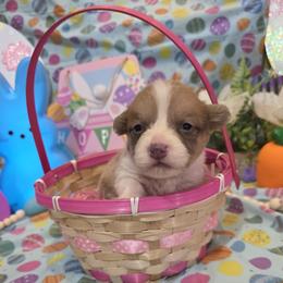 Female 5 - Blue female Pembroke Welsh Corgi puppy in Unicoi, Tennessee from East Tennessee Clark Corgis