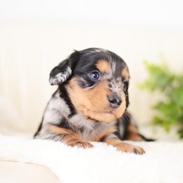 Peter - Black and tan male Dachshund puppy in Neosho, Missouri from Tinker Toy Doxies