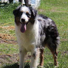 Freya - Australian Shepherd